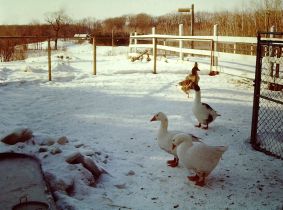 Juniors Farm 1982